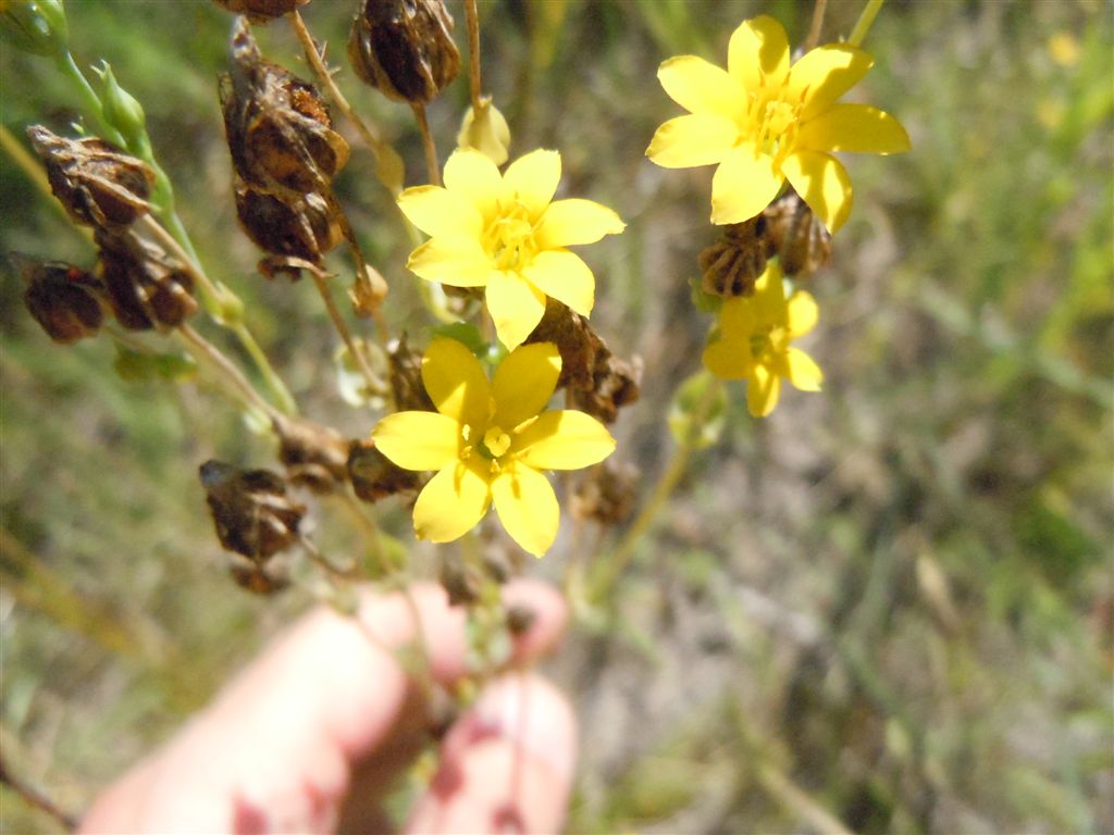 Blackstonia perfoliata